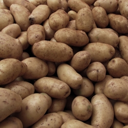 Kartoffelnquadrat